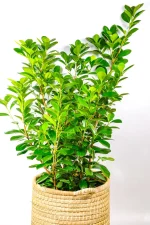 Top view of a XL Ficus Moclame Bush