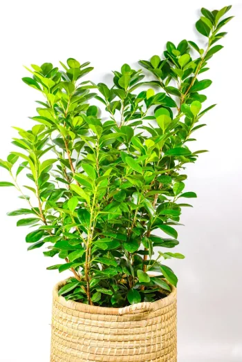 Top view of a XL Ficus Moclame Bush