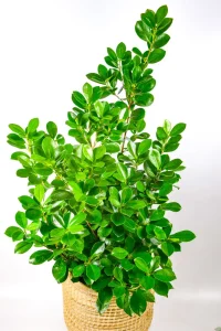 XL Ficus Moclame Bush in handwoven basket