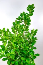 Extended growth with deep green leaves of a XL Ficus Moclame Bush