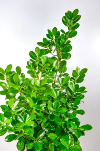 Extended growth with deep green leaves of a XL Ficus Moclame Bush