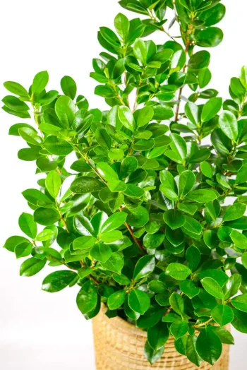 Side view of a XL Ficus Moclame Bush