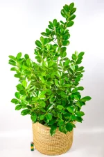 XL Ficus Moclame Bush with full bushy look