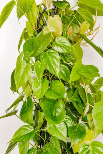 Multiple leaves and stems of XL Heart Leaf Philodendron