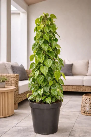 XL Heart Leaf Philodendron in outside patio