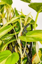 Side view of multiple leaves of XL Philodendron Selloum