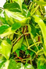 Maco image of XL Philodendron Selloum with multiple leaves