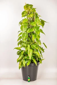 XL Philodendron Selloum with a lighter at the base for size comparison