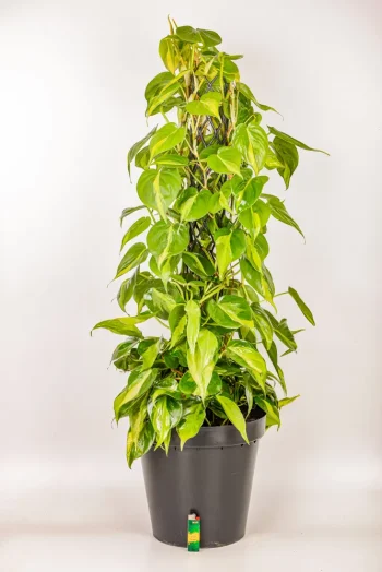 XL Philodendron Selloum with a lighter at the base for size comparison