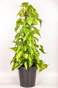 Full picture of a tall 1.2m XL Philodendron Selloum