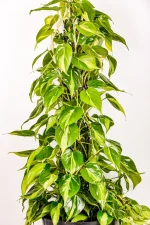 XL Philodendron Selloum on a moss pole