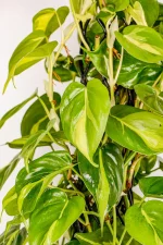 XL Philodendron Selloum with multiple leaves