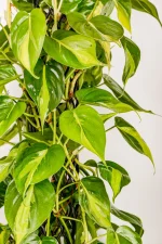 Multiple stems and leaves of a XL Philodendron Selloum