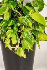 Base of XL Philodendron Selloum in black pot