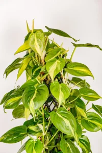 Top section of XL Philodendron Selloum