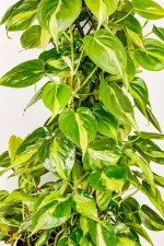 Centre half of large XL Philodendron Selloum