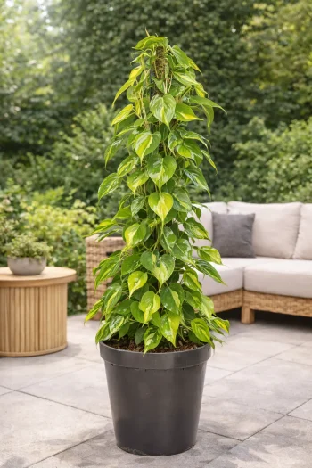 XL Philodendron Selloum in patio setting