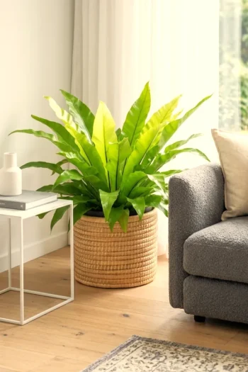 XL Bird Nest fern antiquum in lounge next to bright window