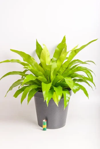 XL Bird nest fern Antiquum with a lighter for size compaison