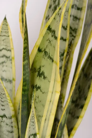Macro shot of Giant Snake PLant Laurentii