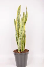 Front view of an Giant Snake PLant Laurentii with mutiple growth