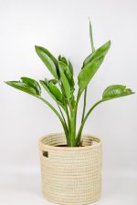 Front view of a XL Bird of Paradise in handwoven basket