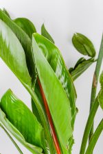 Close up of small compact leaves of XL Bird of Paradise