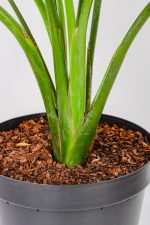 CLose up of base of XL Bird of Paradise