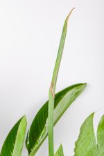 Top flower of a
