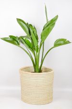 XL Bird of Paradise in handwoven basket