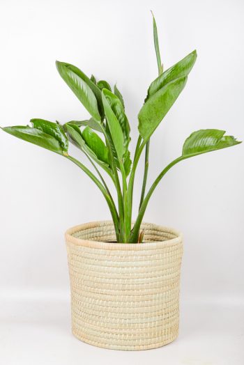 XL Bird of Paradise in handwoven basket