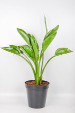 XL Bird of Paradise in black 30cm pot