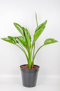 XL Bird of Paradise in black 30cm pot