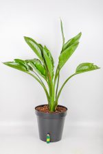 XL Bird of Paradise in black pot with light for size comparison
