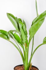 Top view of multiple leaves of XL Bird of Paradise