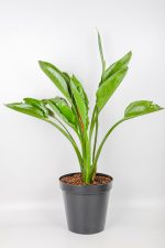 XL Bird of Paradise with compact growth