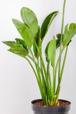 XL Bird of Paradise with multiple stems and leaves