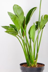 XL Bird of Paradise with multiple stems and leaves