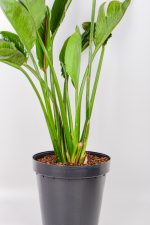 Multiple stems of a XL Bird of Paradise