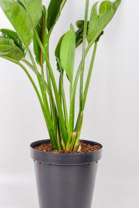 Multiple stems of a XL Bird of Paradise