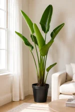 XL Bird of Paradise in corner of a lounge