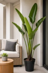 XL Bird of Paradise in outside patio