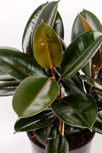 Multiple leaves and stems of a Ficus Abidjan 3 stem