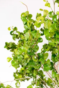 Cruling leaves of a XL Ficus Barok