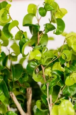 CLose up of the Ficus Barok leaves