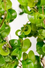 Details picture of the curly leaves of a Ficus Barok