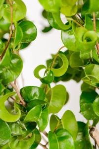 Details picture of the curly leaves of a Ficus Barok