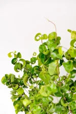 New growth of curling leaves of a Ficus Barok