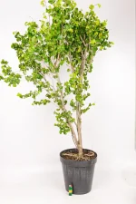 Ficus Barok in black nursery pot