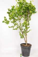 Full picture of a Ficus Barok on a white background